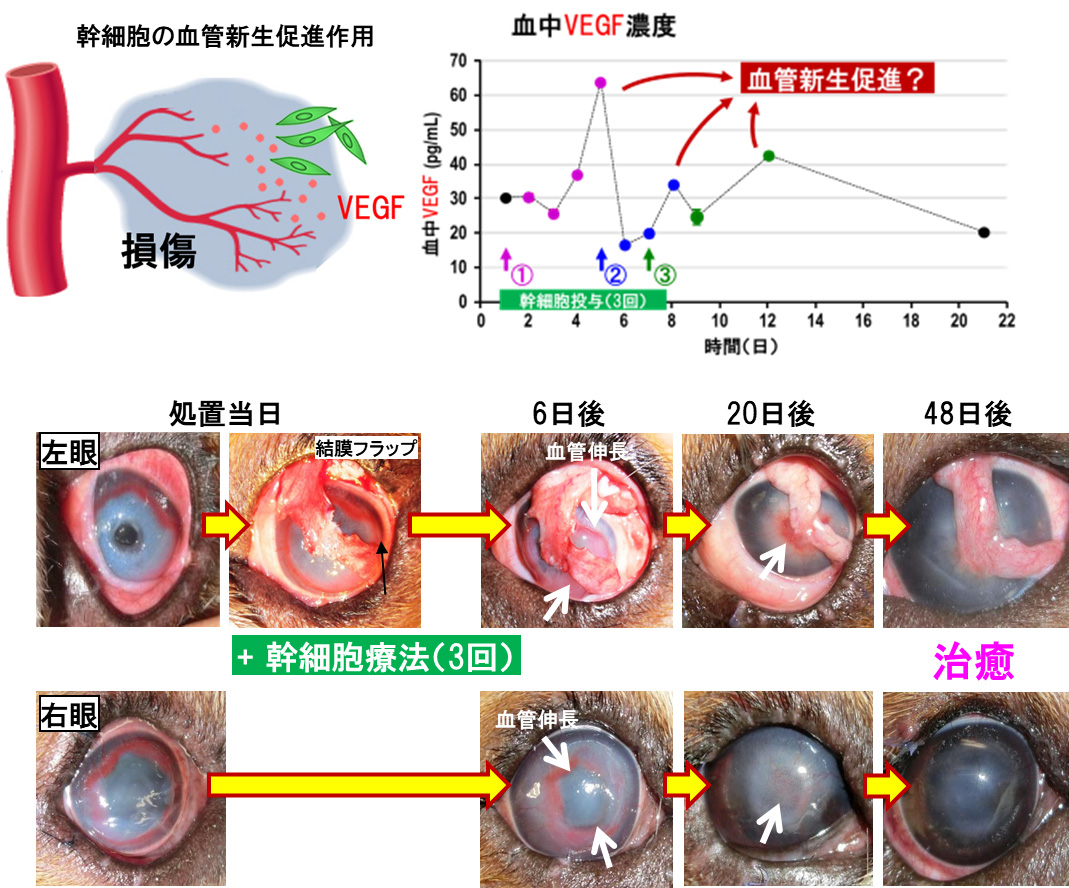 眼科疾患症例への投与①