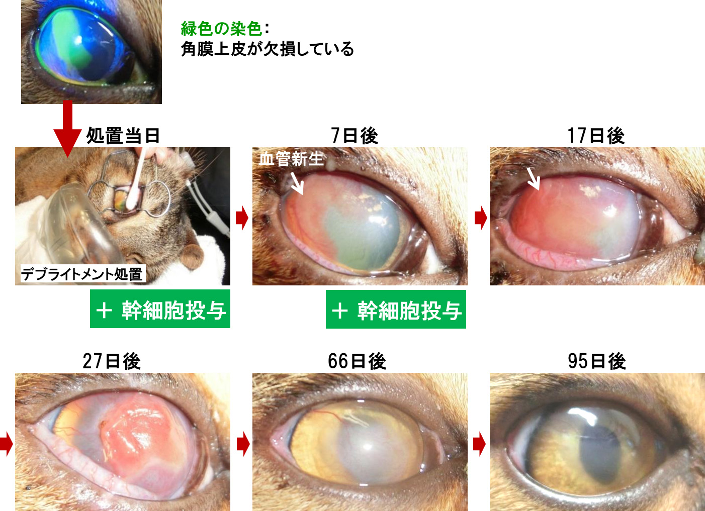 眼科疾患症例への投与②