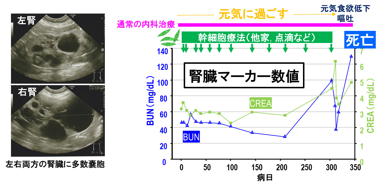 慢性腎臓病症例への投与③