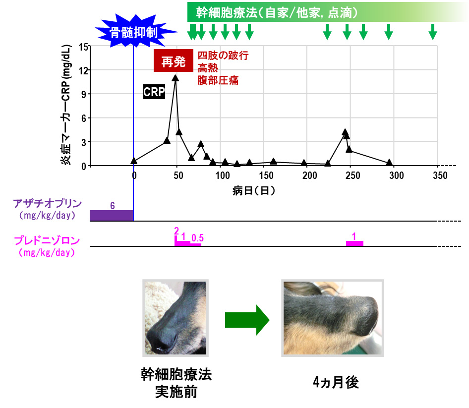 自己免疫疾患・免疫介在性疾患症例への投与②