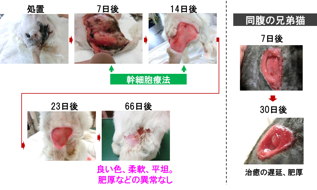 皮膚疾患症例への投与②