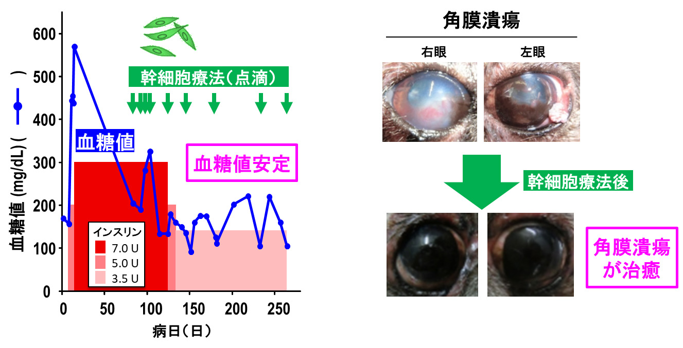 糖尿病関連症例への投与①