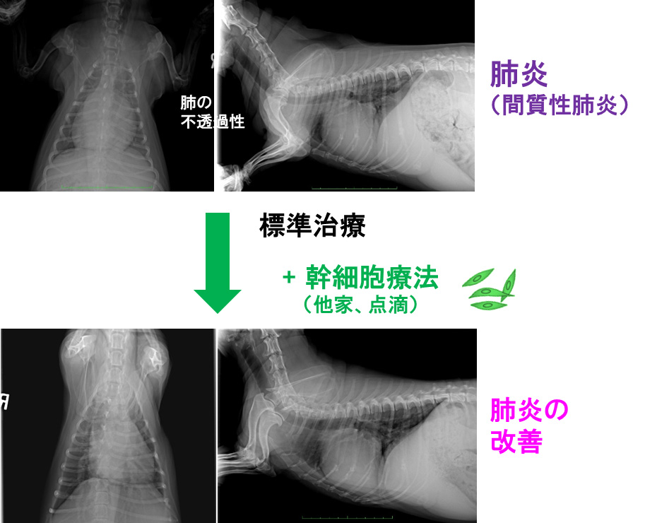 肺炎症例への投与①