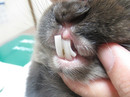 エキゾチックアニマルの診療内容について 長野県小諸市のさくら動物病院 内容