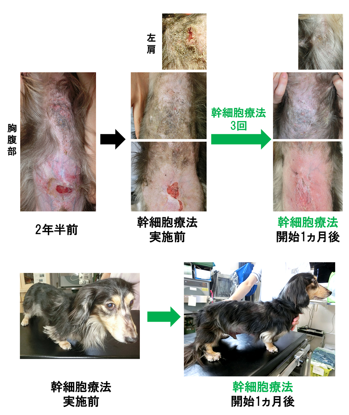 皮膚疾患症例への投与③