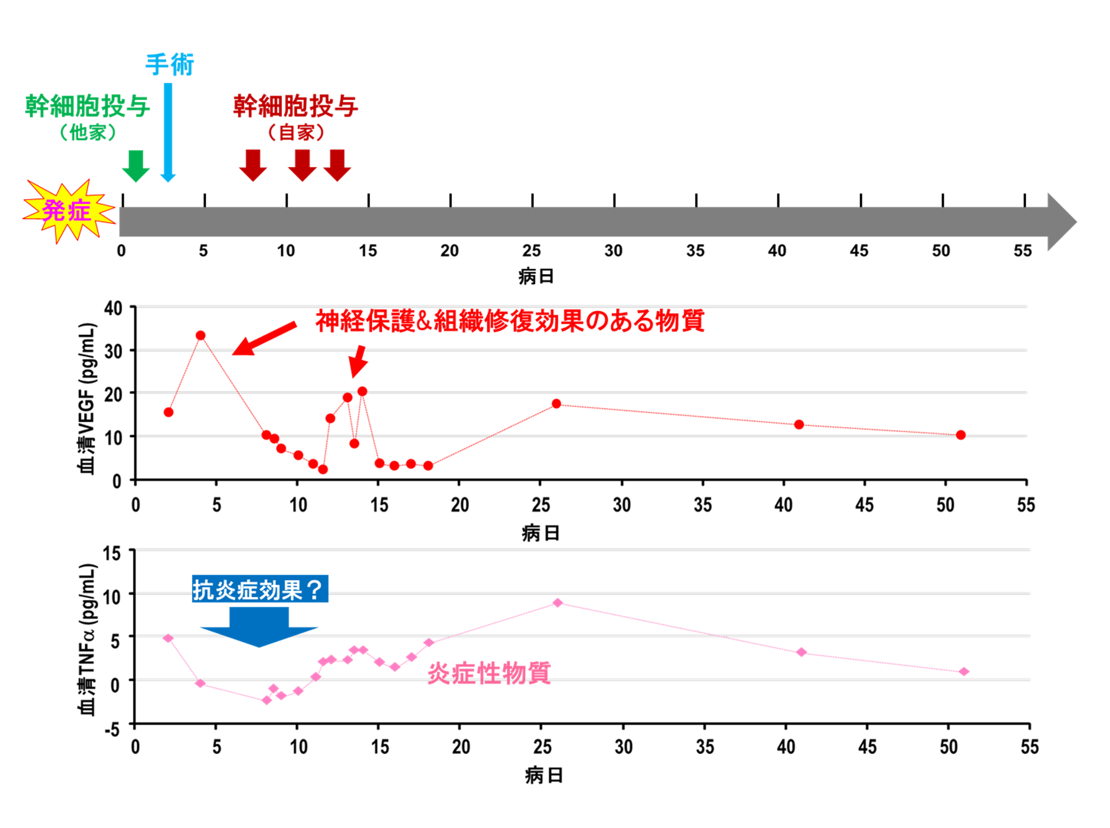 脊髄疾患症例への投与④