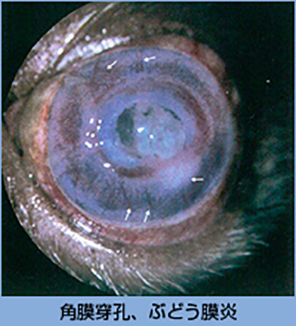 角膜穿孔、ぶどう膜炎