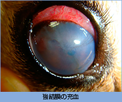 強結膜の充血
