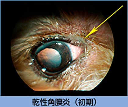 乾性角膜炎（初期）