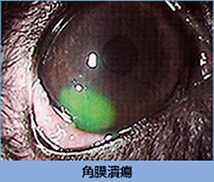 角膜潰瘍