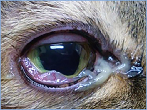 猫ヘルペスウイルス感染症（猫ウイルス性鼻気管炎）