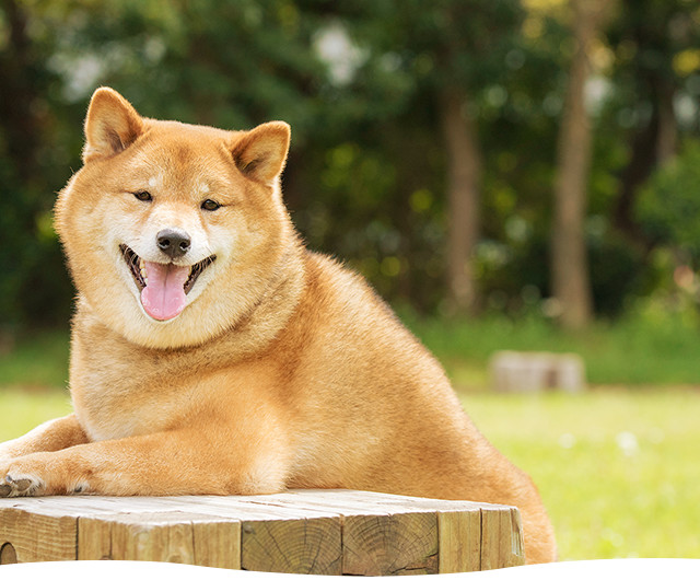 長野どうぶつ眼科センター