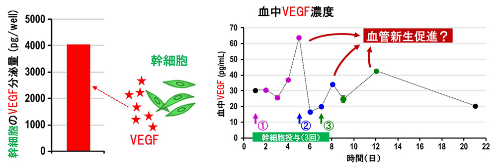 角膜損傷症例への間葉系幹細胞投与①