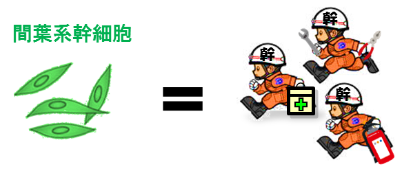 間葉系幹細胞療法とは?