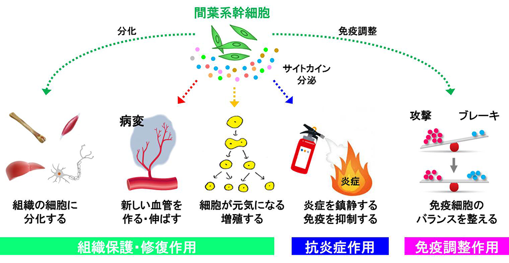  病気や損傷に対する間葉系幹細胞の作用