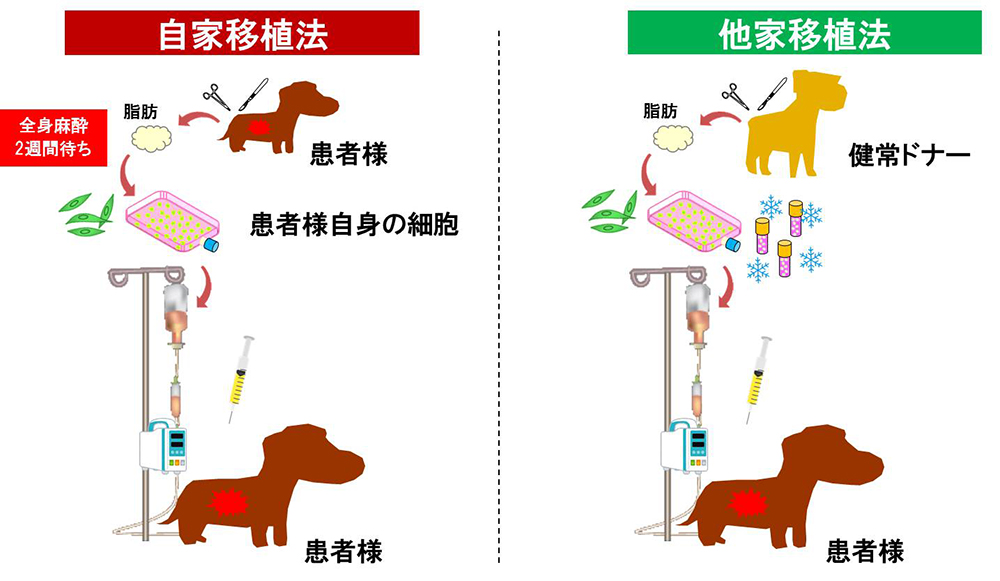 間葉系幹細胞の自家移植と他家移植