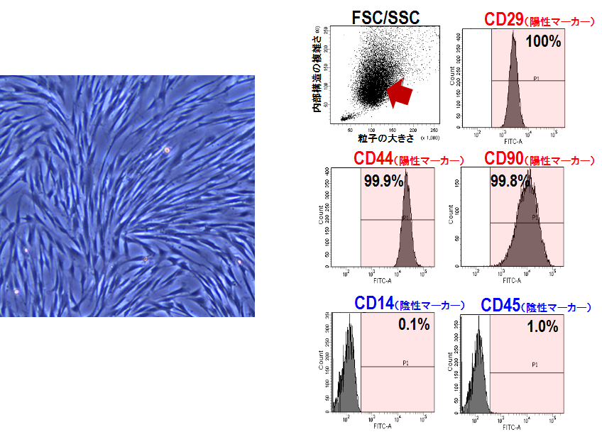 培養した犬の間葉系幹細胞とフローサイトメトリー検査